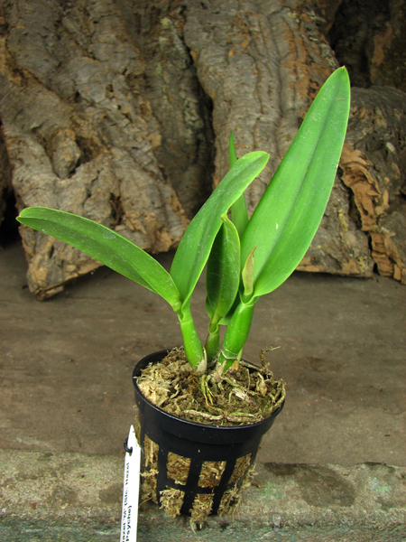 Sophrolaeliocattleya Little Hazel 'M.jpg