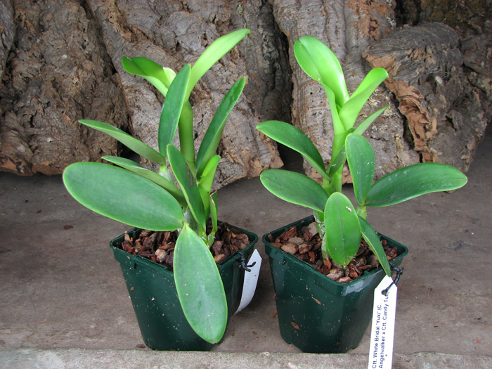 Cattlianthe White Bridal 'Yuki' (Cattleya Angelwalker x Cattlianthe Candy Tuft).jpg