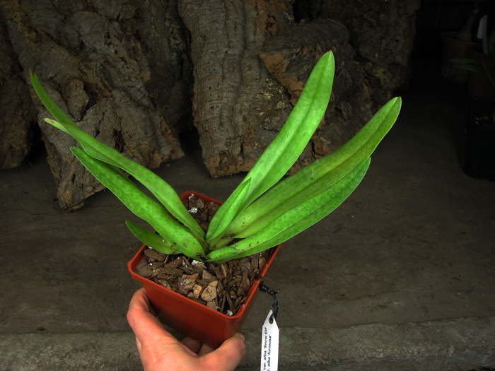 Paphiopedilum ang-thong var alba 'Snow Elf' x Paphiopedilum stonei var alba 'formosa'.jpg