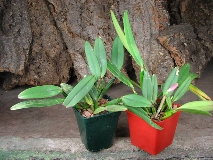 Cattleya luteola.jpg