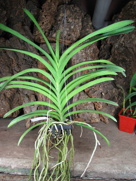 Vanda Siriporn Pink.jpg