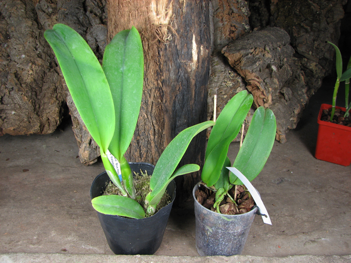 Laeliocattleya Dinard 'Blue Heaven'.jpg