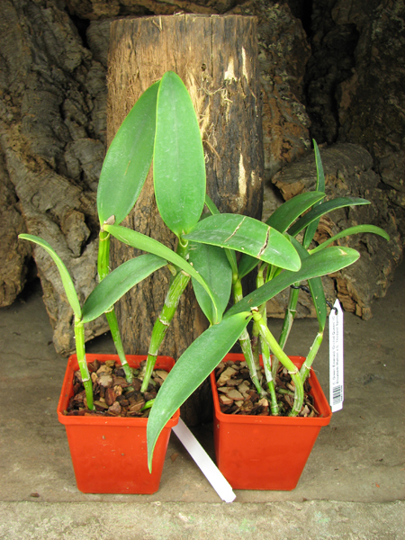 Cattleya Green Emerald 'Orchid Queen' (Cattleya Elizabeth Mahon x Cattleya Thospol Spot).jpg