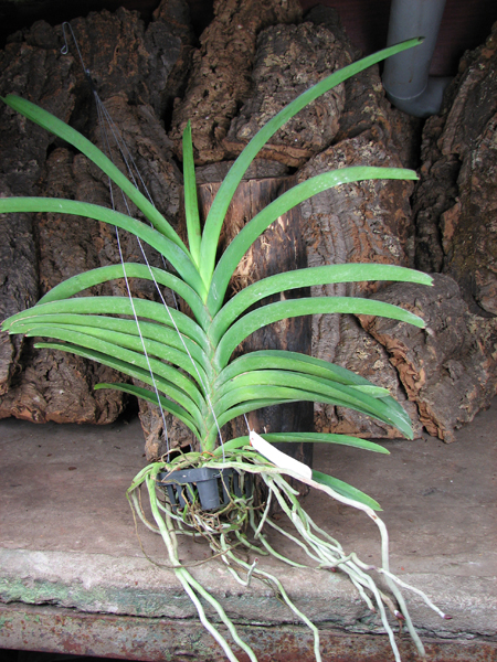 Vanda Pimsai x Vanda Tarab Waxy.jpg