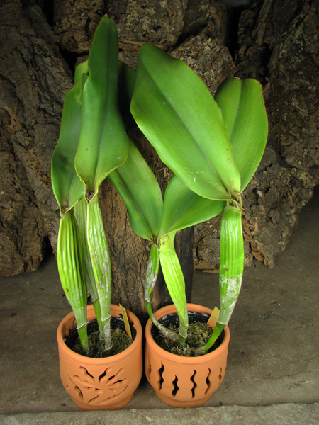 Brassolaeliocattleya Pamela Finney 'All Victory'.jpg