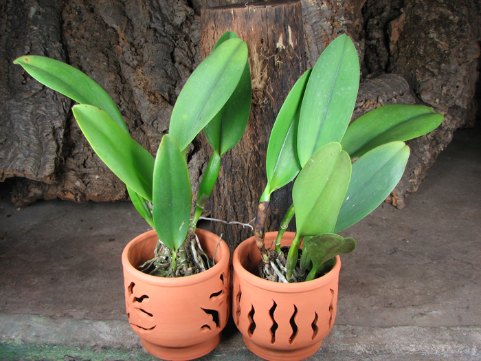 Potinara Spanish Eyes 'Tian Mu' (Apricot Flare x Memoria Wang Tzu-Chang).jpg