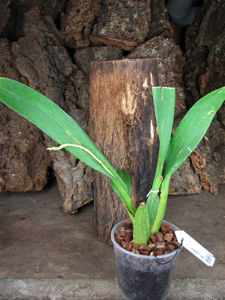 Odontoglossum wyattianum.jpg