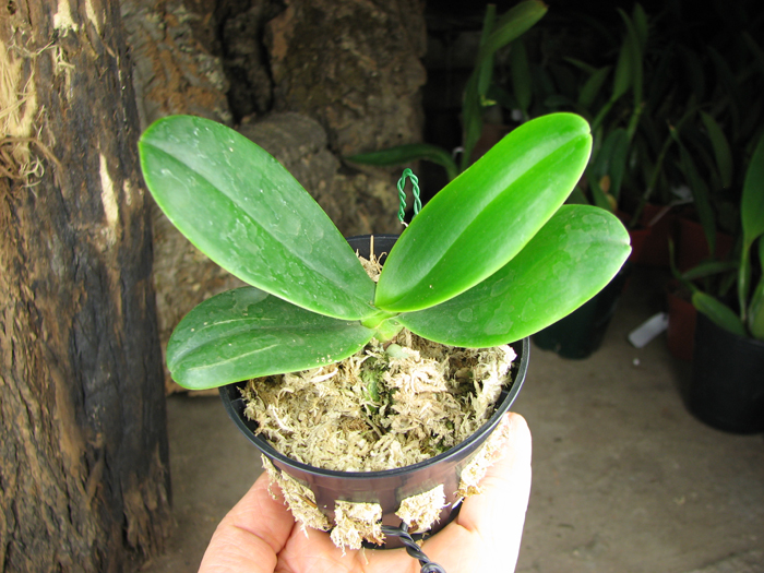 Sedirea japonica.jpg