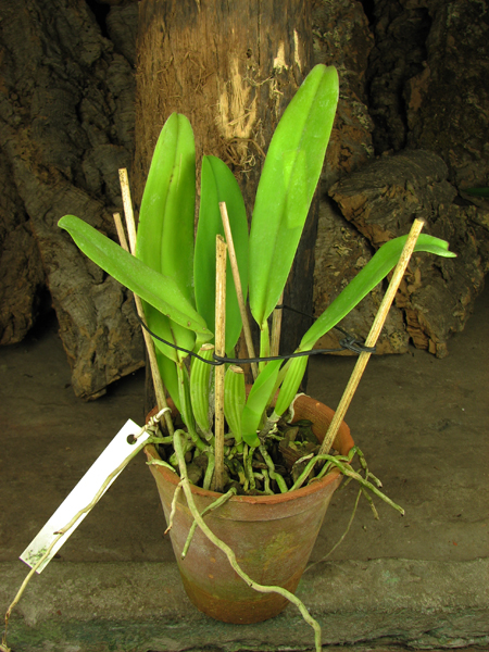 Cattleya labiata 'Labelo Grande' x Cattleya labiata 'Feliz Páscoa'.jpg