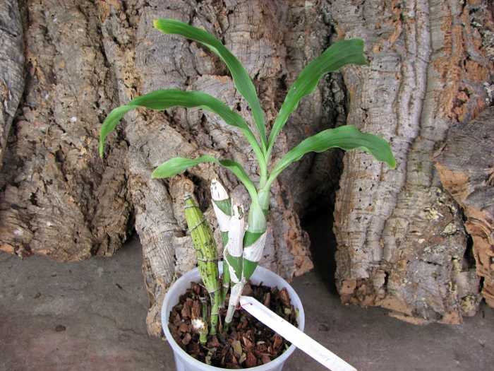 Chysis laevis.JPG