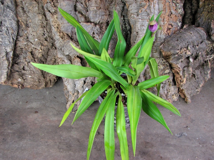 Phragmipedium Eumelia Arias (kovachii x schlimii).JPG