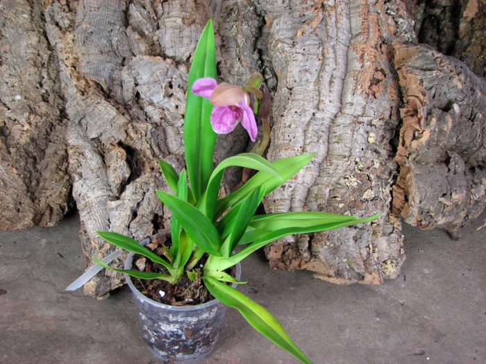 Phragmipedium Eumelia Arias (kovachii x schlimii).JPG