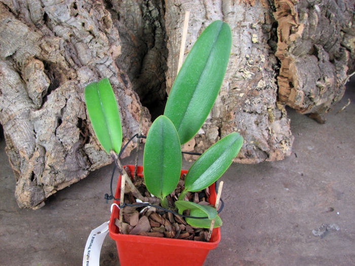 Cattleya maxima rubra 'Peruana' x SELF.JPG