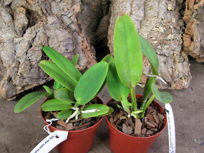Cattleya maxima semi alba 'AWZ' x SELF.JPG