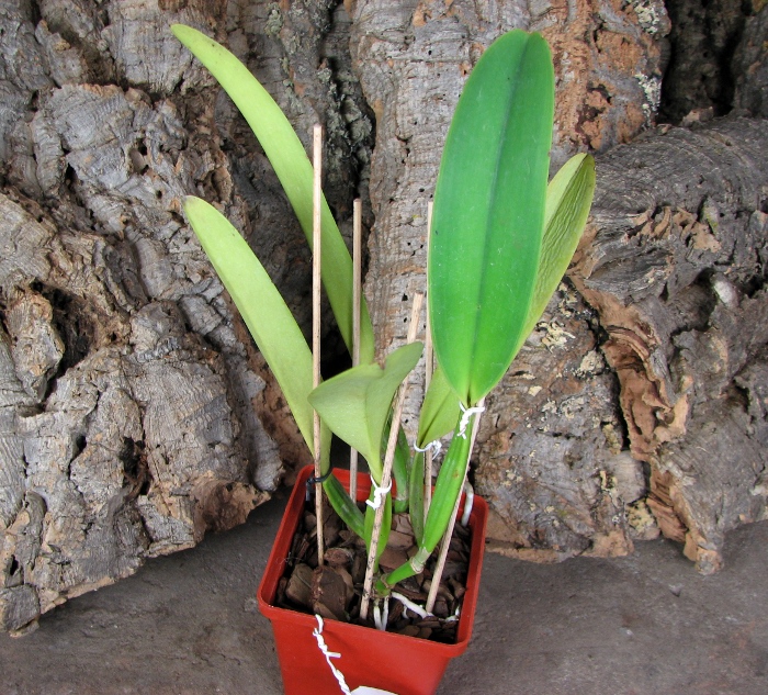 Cattleya dowiana x SELF.JPG