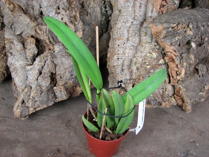 Cattleya maxima rubra 'Lojana' x SELF.JPG
