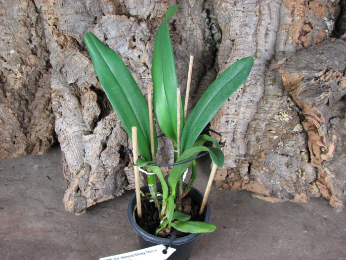 Potinara Memoria Shirley Moore 'Newberry'.JPG