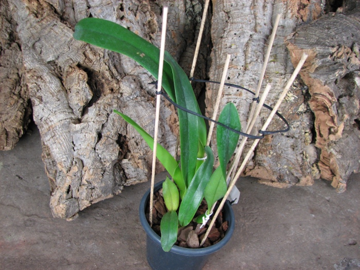 Laeliocattleya Bella var rubra .JPG