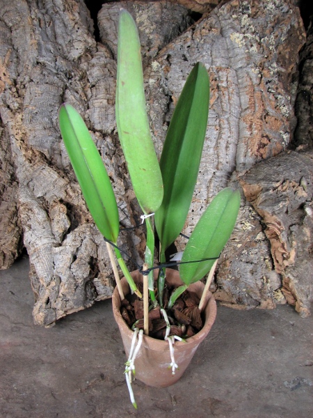 Cattleya gaskelliana (amoena x coerulea).JPG