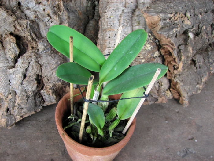 Cattleya labiata semi alba 'Perfection' (Z-12) x SELF.JPG
