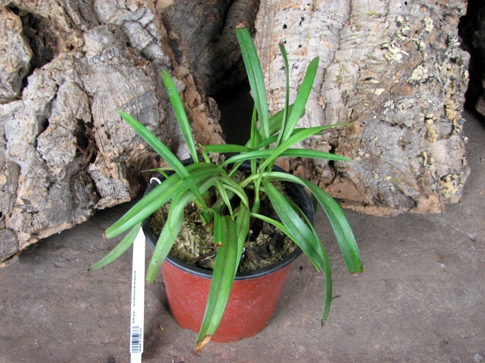 Maxillaria schunkeana.JPG