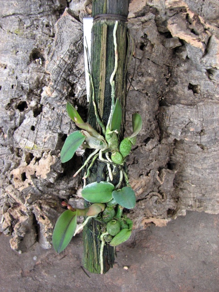 Sophronitis alagoenses.JPG