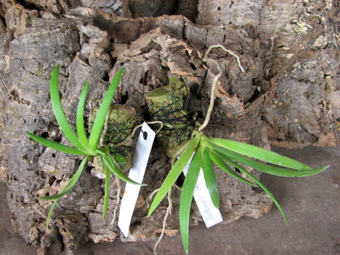Podangis dactyloceras.JPG