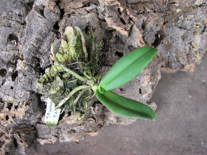 Amesiella monticola.JPG