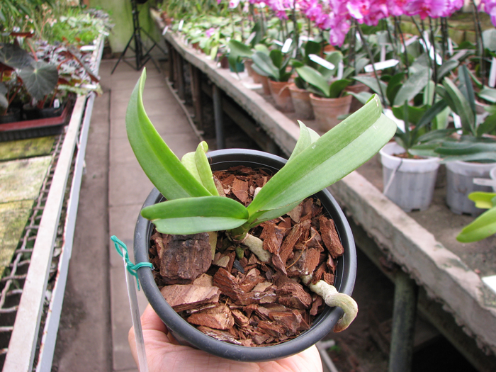 Rhynchostylis gigantea Orange.jpg