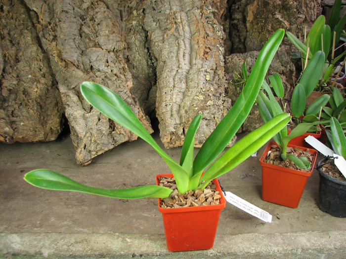 Paphiopedilum Angel Hair 'In-Charm' x Paphiopedilum Jerry Spence 'Mei-Chen'.jpg