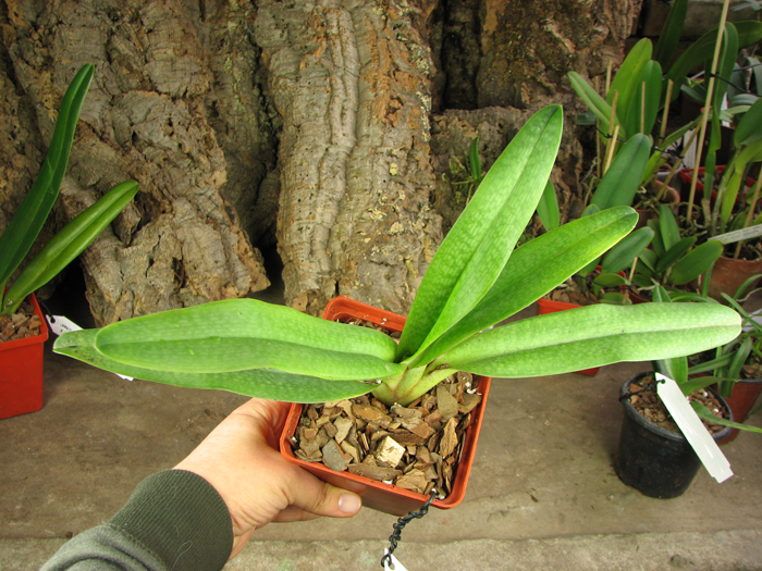 Paphiopedilum Prince Edward of York 'In-Charm' × Paphiopedilum armeniacum '#21'.jpg