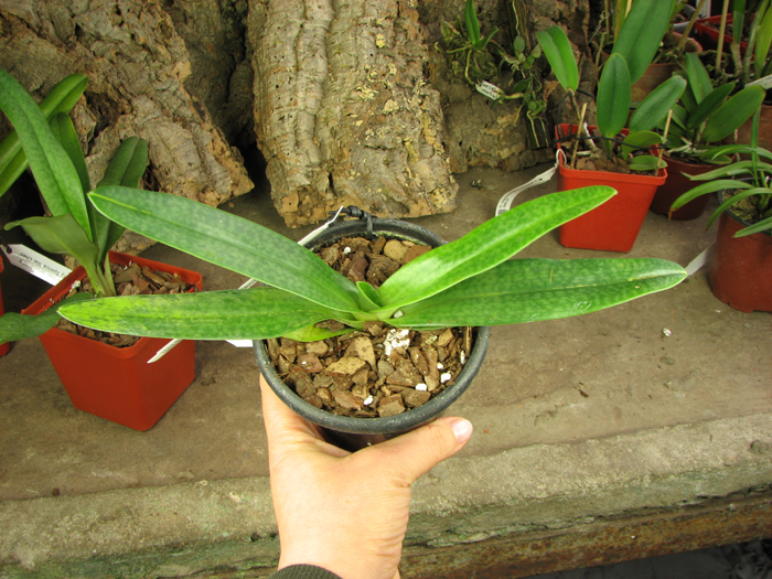 Paphiopedilum philippinense var alba 'In-Charm' x Paphiopedilum ang-thong var alba 'In-Charm'.jpg