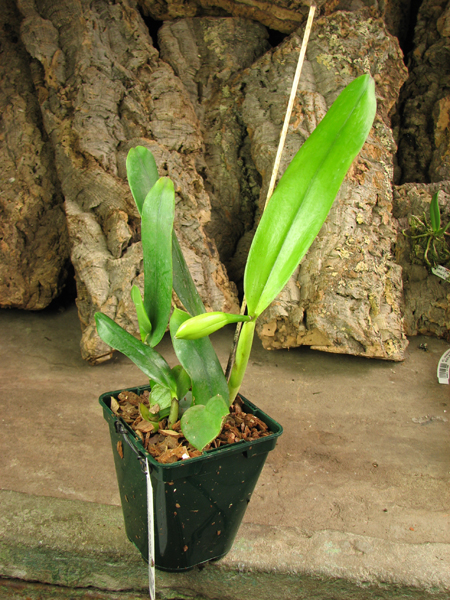 Laeliocattleya Imperial Charm 'Sato' (Pri Pri x Imperial Wings).jpg