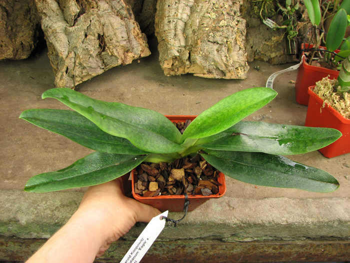 Paphiopedilum Harold Koopowitz (rothschildianum 'Eagle' x malipoense).jpg