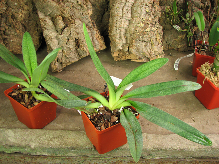 Paphiopedilum Deli Saint.jpg