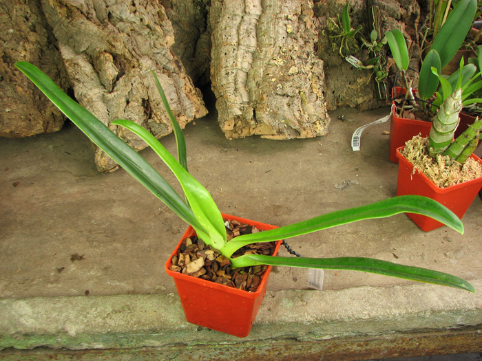 Paphiopedilum Lady Isabel (2153) x Paphiopedilum Booth's Sand Lady 'Mei-Chen'.jpg