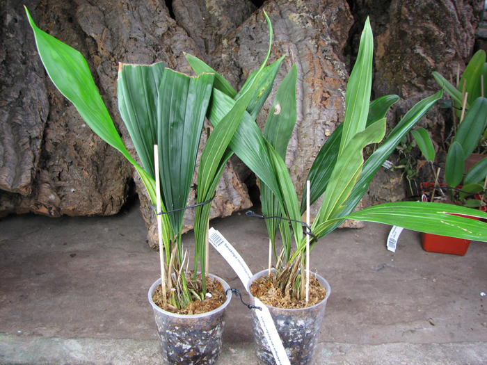 Sievekingia reichenbachiana.jpg