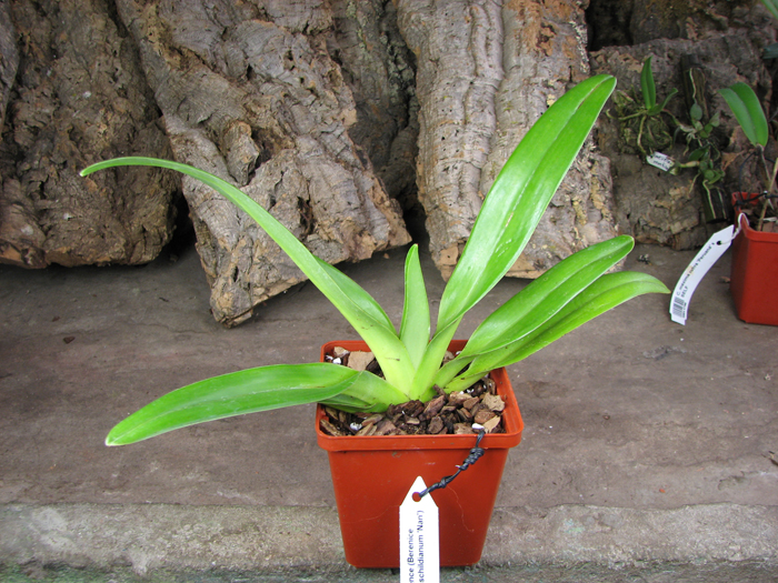 Paphiopedilum Jerry Spence (Berenice '3759A' х rothschildianum 'Nan').jpg