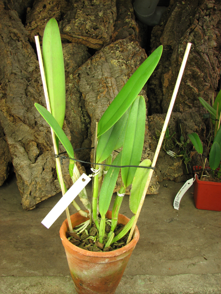 Cattleya lueddemanniana alba 'OMG' x Cattleya lueddemanniana coerulea 'Siquesique'.jpg