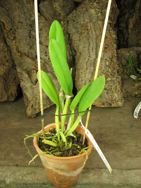 Cattleya lueddemanniana coerulea 'Monte Verde' x Cattleya lueddemanniana coerulea 'Mar azul'.jpg