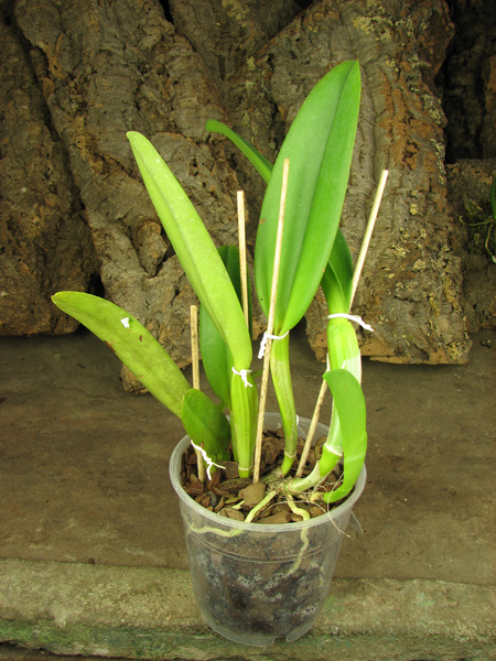 Cattleya labiata alba 'Ótima' XXX x Cattleya labiata roxo bispo 'Urbano'.JPG