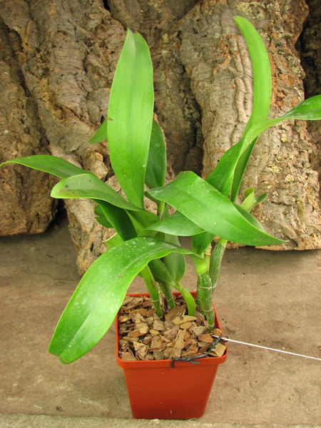 Epicattleya Siam Jade 'Avo'.jpg