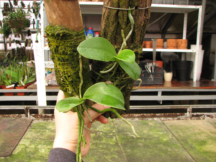 Phalaenopsis pulchra.jpg