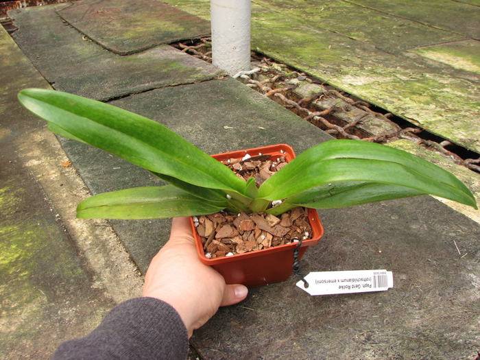 Paphiopedilum Gerd Rollke (rothschildianum x emersonii).jpg