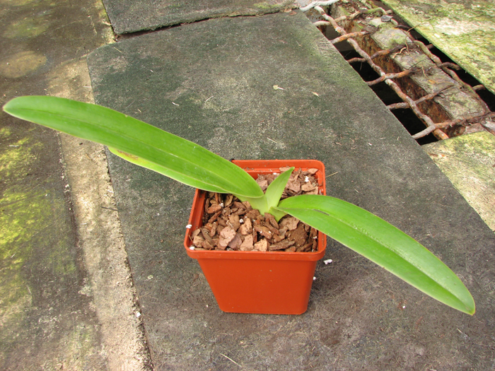 Paphiopedilum Booth's Sand Lady (sanderianum x Lady Isabel 'In-Charm').jpg