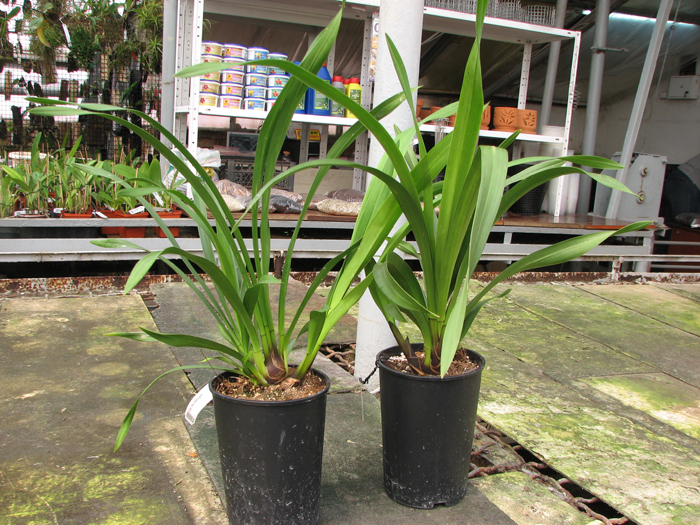 Cymbidium Kiwi Midnight.jpg