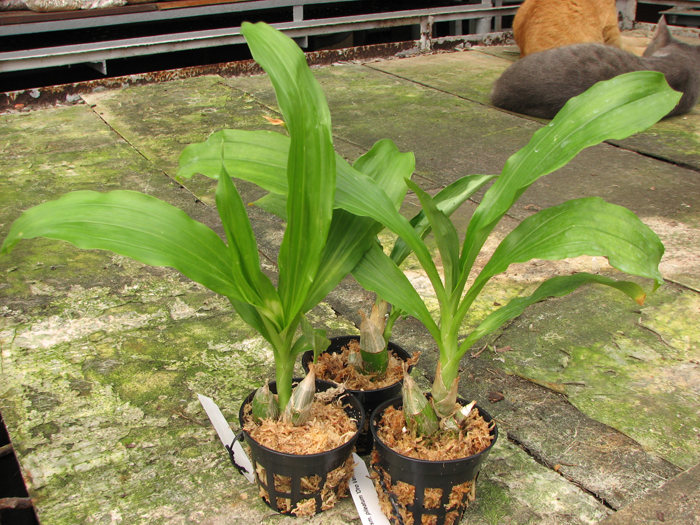 Catasetum pileatum 'Oro Verde'.jpg