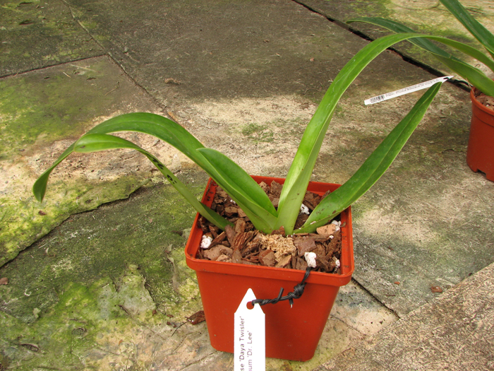 Paphiopedilum philippinense 'Daya Twisler' x Paphiopedilum sanderianum 'Dr Lee'.jpg