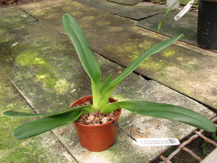 Paphiopedilum Jerry Spence 'Mei-Chen' x Paphiopedilum Prince Edward of York 'I C'.JPG