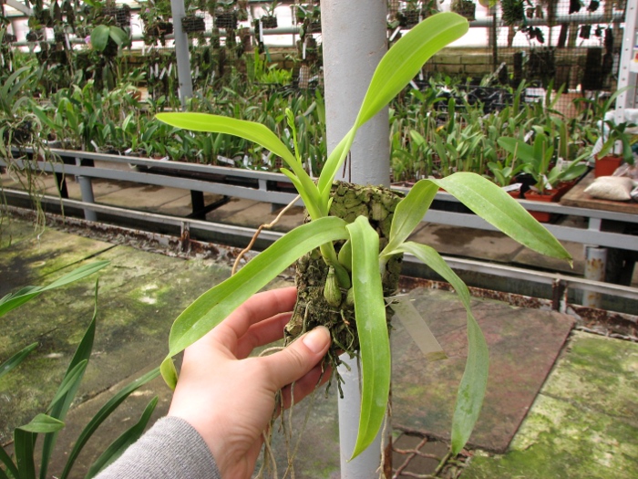 Prosthechea vitellina.JPG